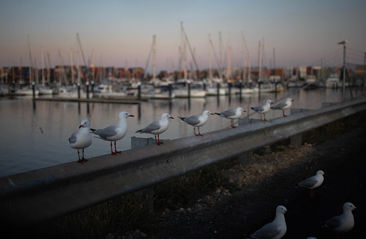 Group of seagulls lined up on a rail in front of sailboats and shipping containers in Adelaide, South Australia, outer harbor during sunset hours