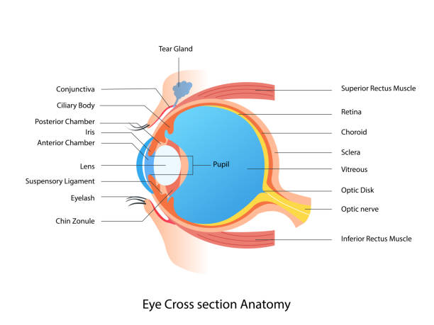 Eye Cross section Anatomy, Human eye structure scheme medical illustration Eye Cross section Anatomy, Human eye structure scheme medical illustration eye test equipment stock illustrations