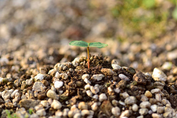 istock Seedling growing from fertile soil till morning sunlight shining, ecology concept. Selective focus. 1466876680