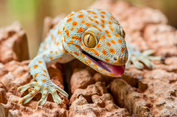 istock Closeup of a Tokay Gecko (Gecko gecko). 1466877874