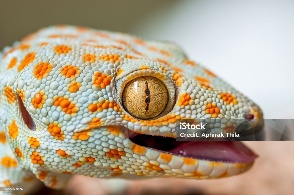 Closeup of a Tokay Gecko (Gecko gecko). Aggression Stock Photo