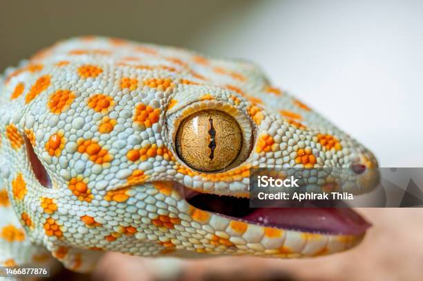 Closeup Of A Tokay Gecko Stock Photo - Download Image Now - Aggression, Animal, Animal Body Part
