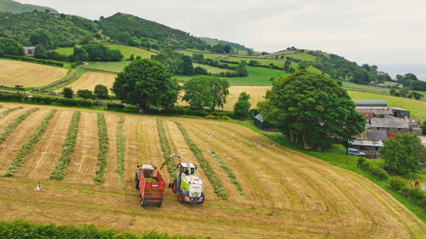 récolteuse automotrice claas soulevant de l’herbe pour l’ensilage avec un tracteur massey ferguson et une remorque redrock à la ferme au royaume-uni 01-01-23 - tractor farm uk agriculture photos et images de collection