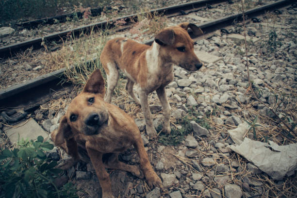 istock skinny homeless dog 1466886239