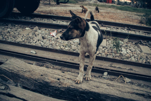 istock skinny homeless dog 1466886245