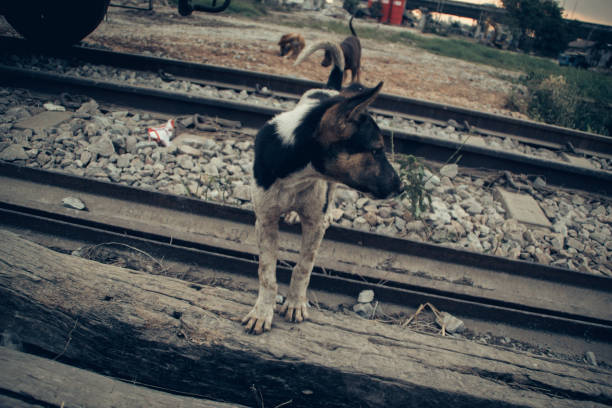 istock skinny homeless dog 1466886252