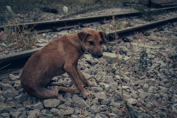 istock skinny homeless dog 1466886267