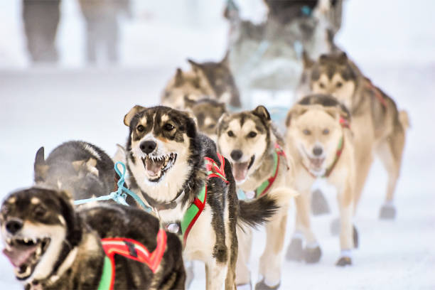 istock Dogsledding in Alaska - Determined to Win 1466886334