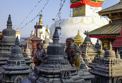 A monkey family sitting on roof top of ancient Buddhist temple in Kathmandu, Nepal.