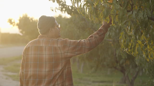 Hand Held Medium Shot of An Hispanic Man In His Thirties With Eye Glasses And A Beard Wearing A Green Beanie Hat And Red And Orange Flannel In A Peach Orchard With Tons Of Leaves Runs Hands Through Peach Tree Leaves Walks Away From Camera During Sunset