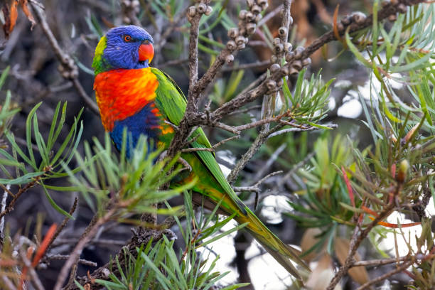 istock Beautiful colourful Rainbow Lorikeet sitting on a Bottle Brush tree, background with copy space 1466888902