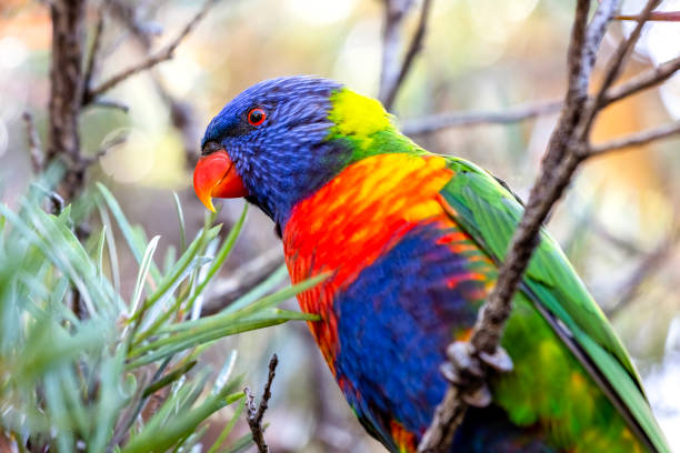 istock Beautiful colourful Rainbow Lorikeet sitting on a Bottle Brush tree, background with copy space 1466890530