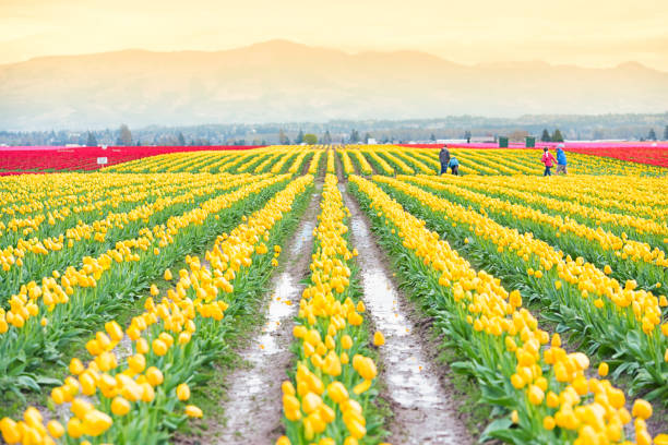 istock Skagit Valley Tulip Festival 1466891454