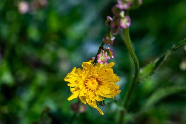 flowers captured in Bohinj valley Slovenia