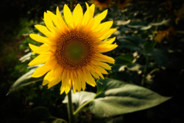 istock Beautiful sunflower on a sunny day with a natural background. Selective focus. 1466891902