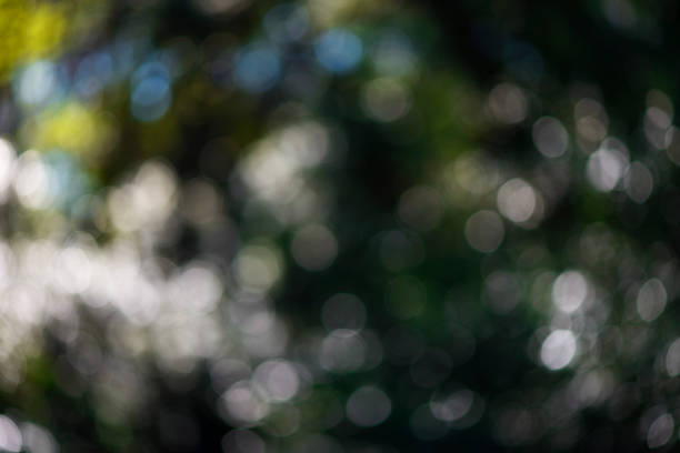 istock Defocused forest leaves with sunlight through the trees 1466892062