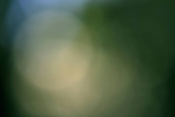 Defocused forest leaves with sunlight through the trees in early morning.
