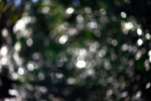 Defocused forest leaves with sunlight through the trees in early morning.