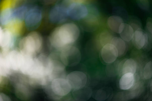 Defocused forest leaves with sunlight through the trees