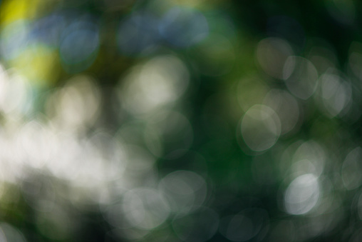 Defocused forest leaves with sunlight through the trees in early morning.
