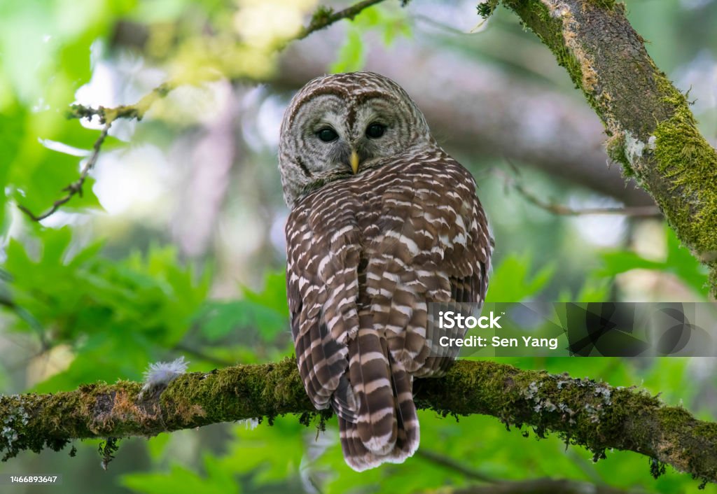 A barred owl on a branch Animal Stock Photo