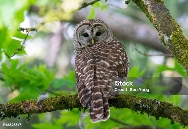 A Barred Owl On A Branch Stock Photo - Download Image Now - Animal, Animal Wildlife, Animals In The Wild