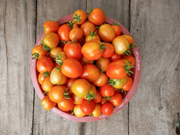istock Fresh tomatoes on a bowl on a dark background. Harvest tomatoes. side view 1466894436