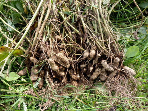 istock Harvest peanuts in front of the house 1466894462