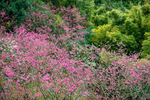 Blooming pink Taiwan cherry blossoms. Emerald green bamboo and green shrubs. Spring is in full bloom. A hillside in Beitou District, Taipei, Taiwan.
