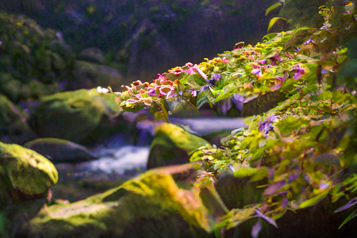Babbling streams and mossy rocks. Flowers and leaves in the foreground. The fantasy view of the valley of the stream. AI Computer Graphic.