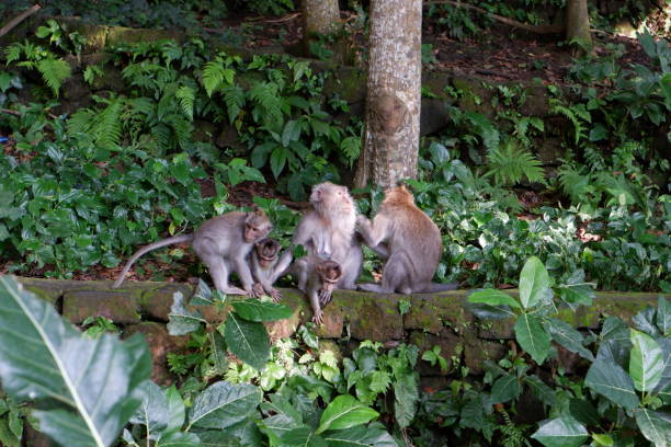 istock Monkeys Family 1466896670