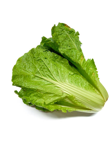 istock Napa cabbage or Fresh chicory leaves isolated on white background 1466897305