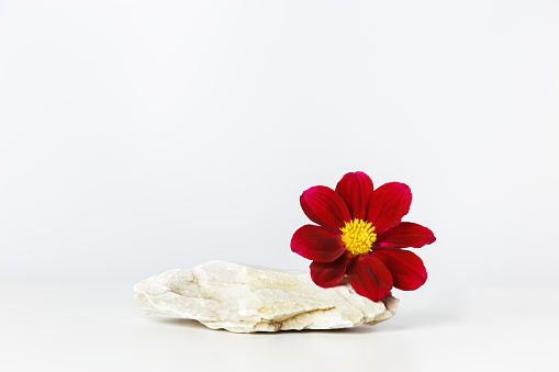 Natural light stone podium with red flower. White background with stone pedestal for cosmetic, beauty product branding, identity and packaging, perfume with floral fragrance. Copy space, front view.