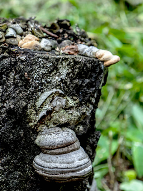 istock mushrooms growing on the trunk of an old tree 1466900775