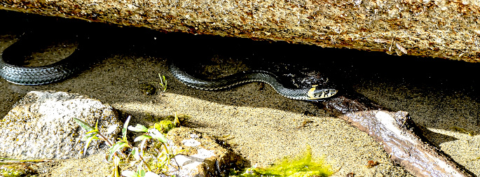 reptile with the Latin name Natrix natrix sits in the water on the shore of the lake, and tracks down prey