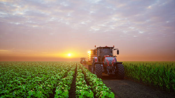 istock Smart tractor on soybean and corn field at sunset, 3d render 1466905069