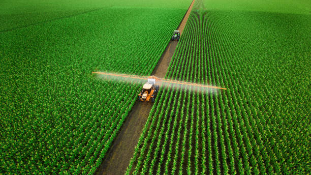 istock Agriculture tractor spraying fertilizer on corn fields, Technology smart farm concept, 3d render 1466905086
