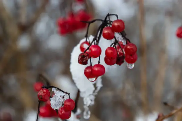 Snow-covered red viburnum berries on useful for the body on a frosty winter day.