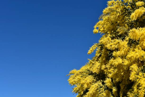 istock Background with Australian wattle flowers with copy space 1466906875