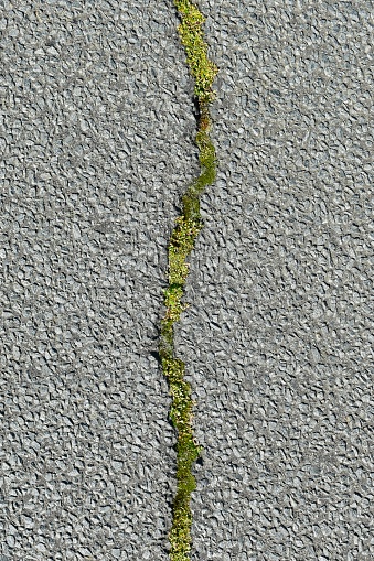 Plants grow in a crack in an asphalt road illustrating the concepts of resilience and courage to face adversity