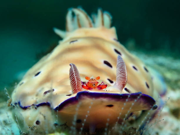 istock Nudibranch with a roommate from Bali 1466908030
