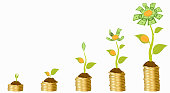 istock Five stages of growing money flower. 1466908221