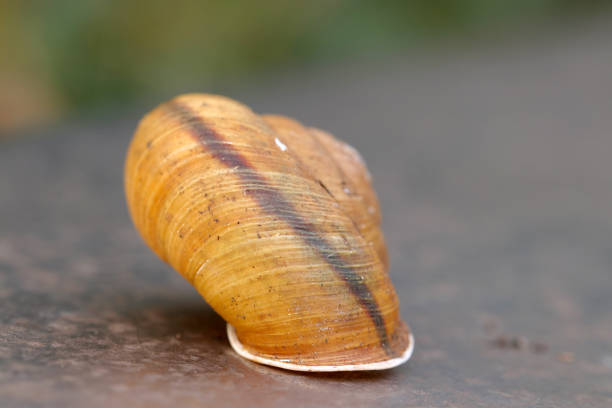 Golden Snail. Digitally Enhanced Photograph.
