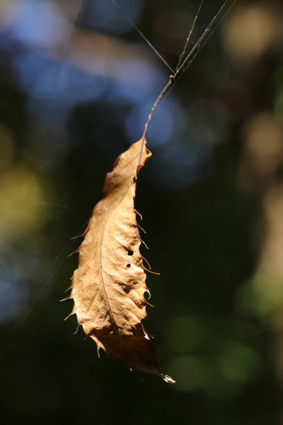 Under the fine winter weather, a tree leaf caught in a spider's thread and twirling in mid-air.