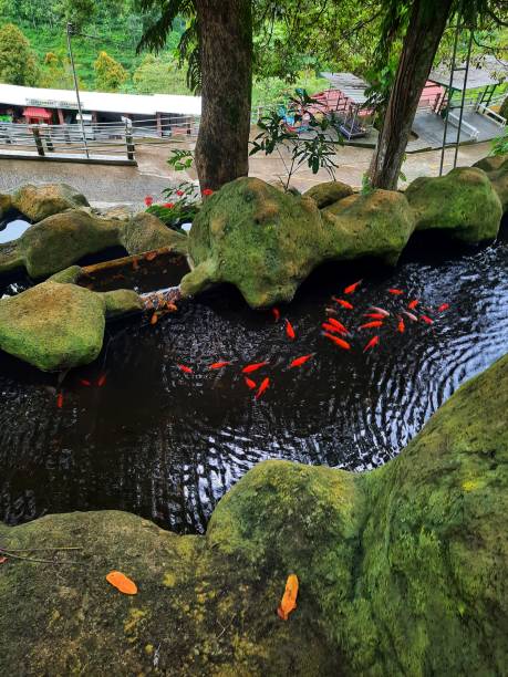 istock Nature landscape of Indonesia 1466908830