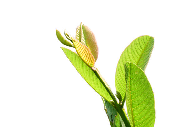 istock Guava  new branches and leaves isolated on white background 1466908899