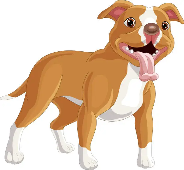 Vector illustration of Cartoon pitbull dog on white background