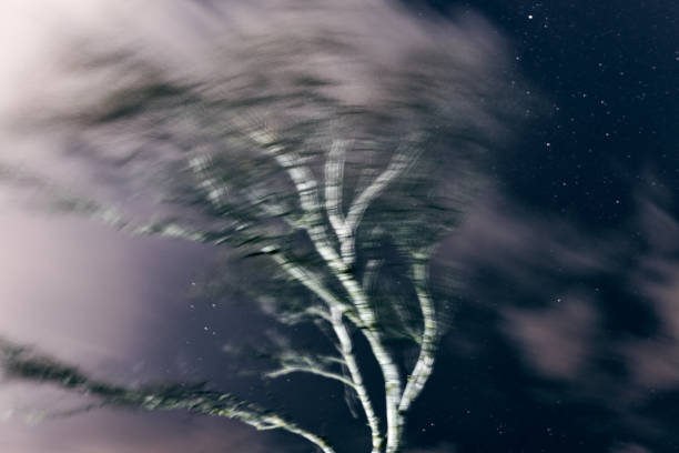 Blurred defocused moving tree on night sky background with stars and clouds, mysterious twilight zone atmosphere. Blurred high tree branches swinging in wind, mystic night sky background