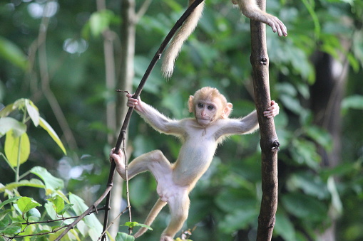 Coiba Black Island howler Monkey on a tree in Colombia