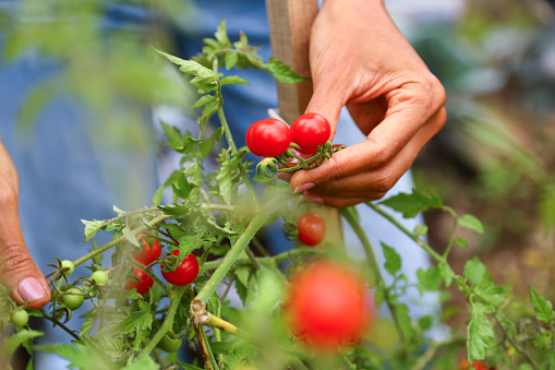 Latino woman picking cherry tomato in a small basket on her permaculture garden. Home grown products.